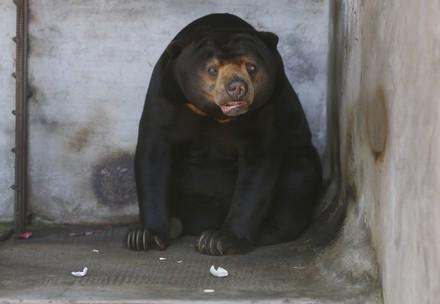The Death of Bear Sao