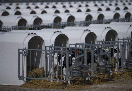 Factory farming of calves in Spain
