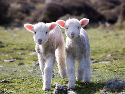 Mulesed lambs in a field