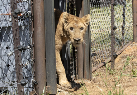Release of the Sudan lions at LIONSROCK
