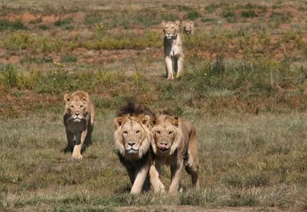 Löwen im Lionsrock