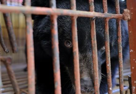 Asiatic black bear in a cage