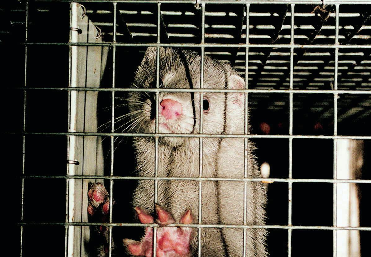 Animals used for fur - FOUR PAWS International - Animal Welfare Organisation