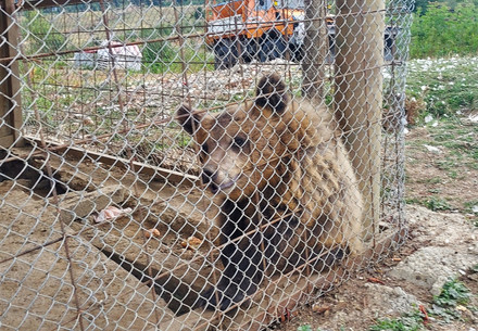 verschwundener Bär in Albanien