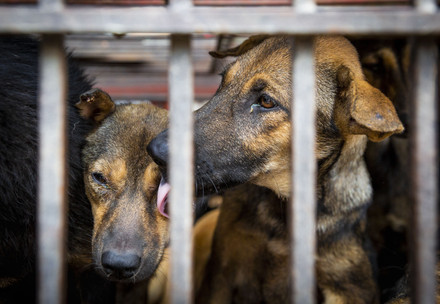 Dogs in cages at a dog meat trader