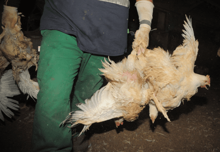 Chickens being mishandled for transport