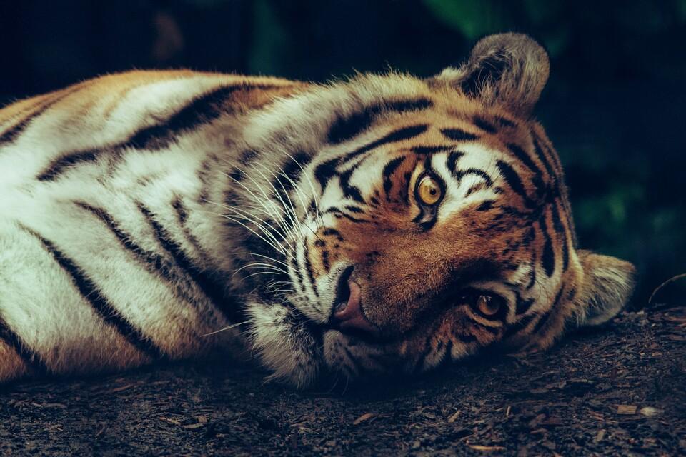 Tiger laying down 
