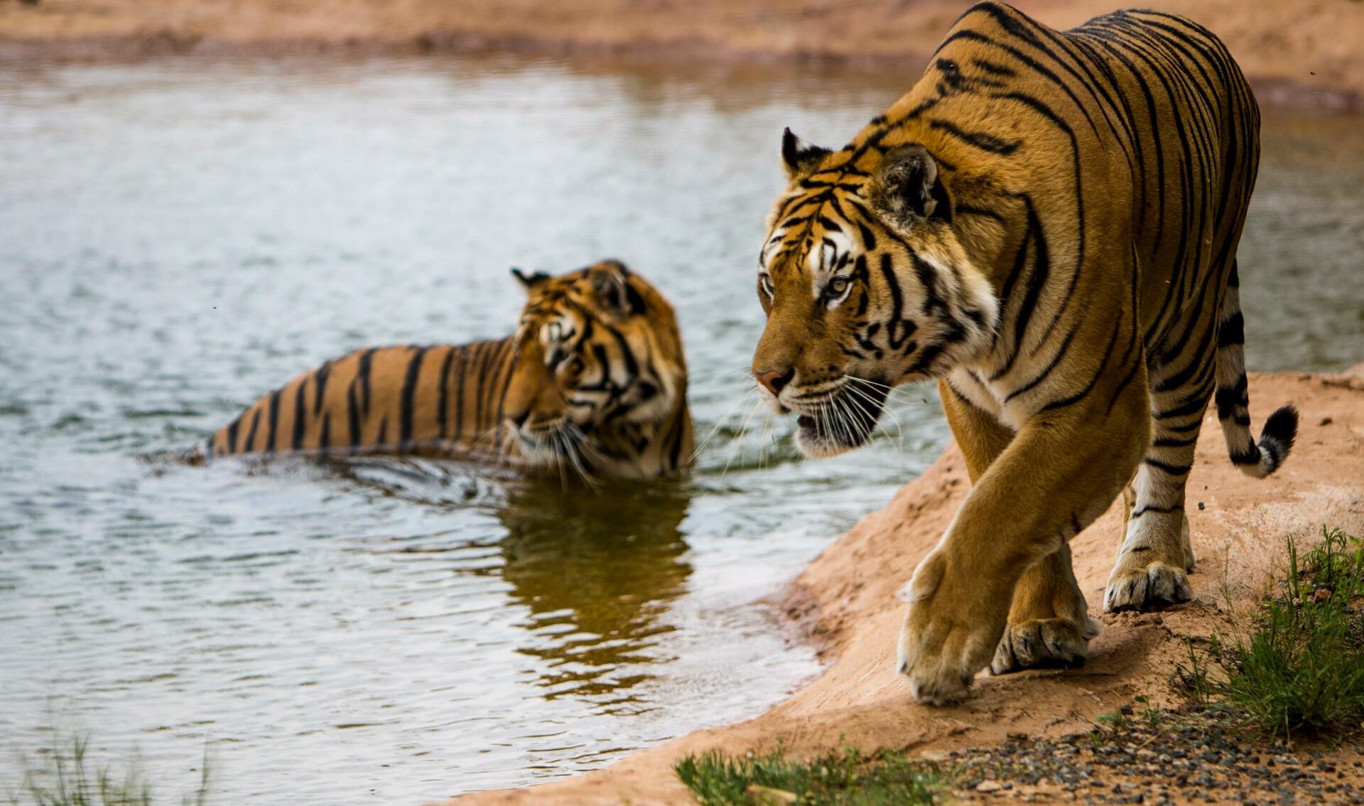  tigers in pool at LIONSROCK