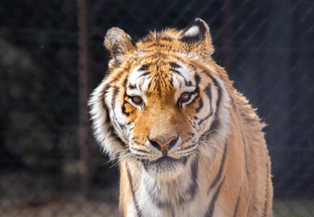 Close up of tiger Rasputin at LIONSROCK Big Cat Sanctuary