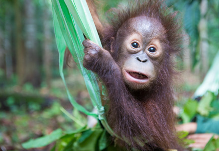 Orphaned orangutan