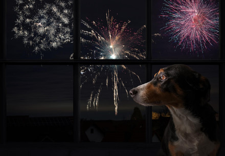 Fireworks and pets