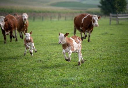 Cows and calves 