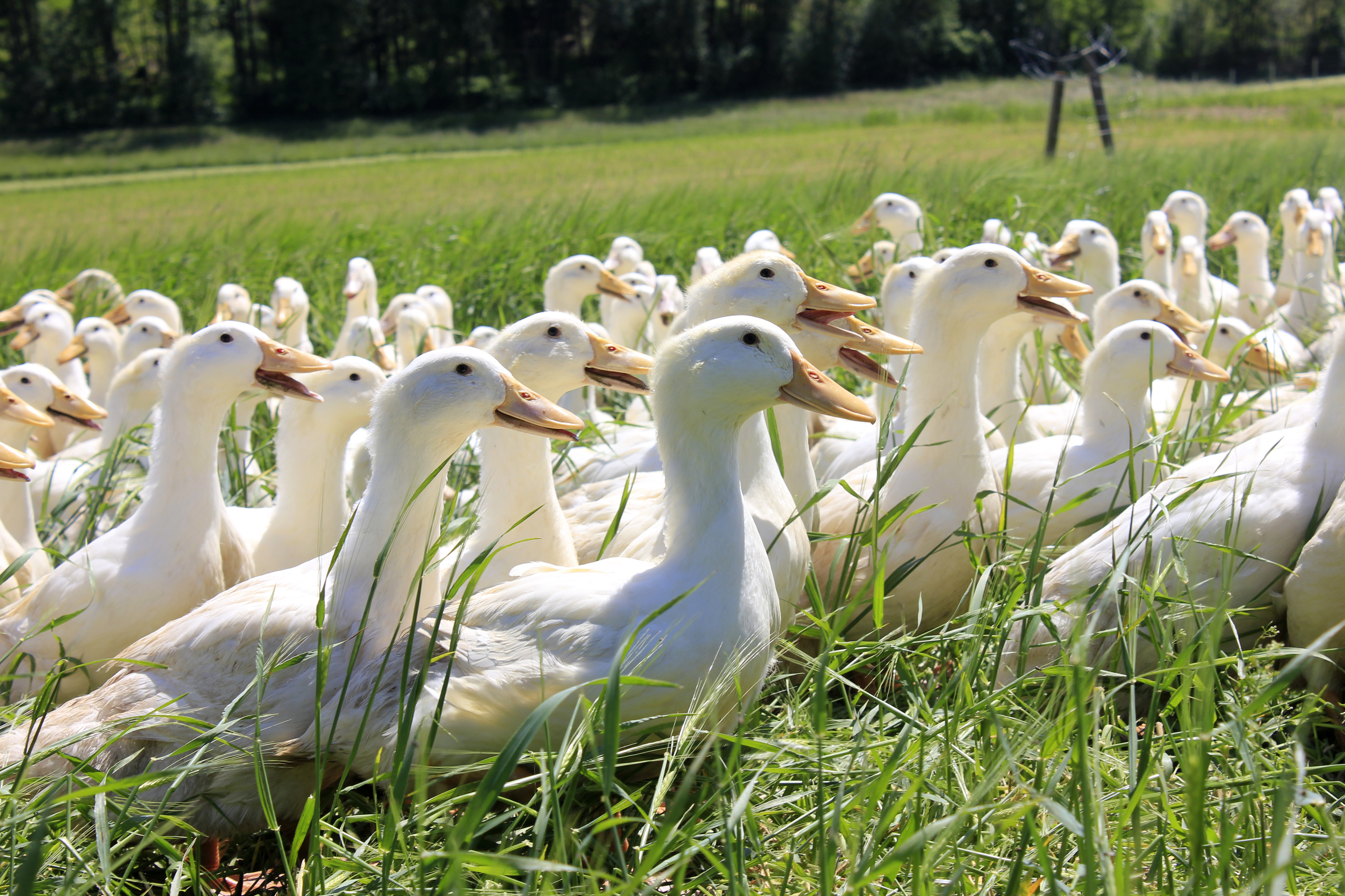 „Tierschutz-kontrolliert“ Enten im Grünen