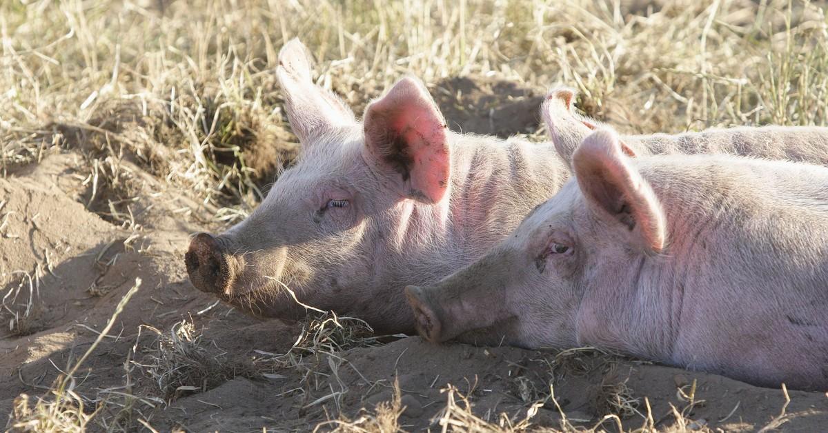 The Needs of Pigs - FOUR PAWS International - Animal Welfare Organisation