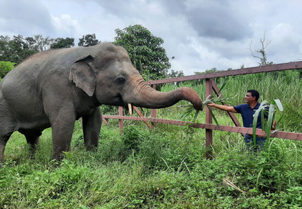Elephant Kaavan in his enclosure being visited by  Amir Khalil at Cambodia Wildlife Sanctuary