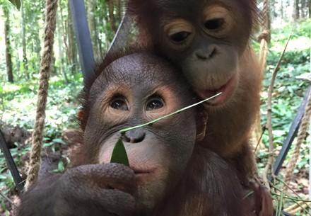 Baby Orangutan Indra