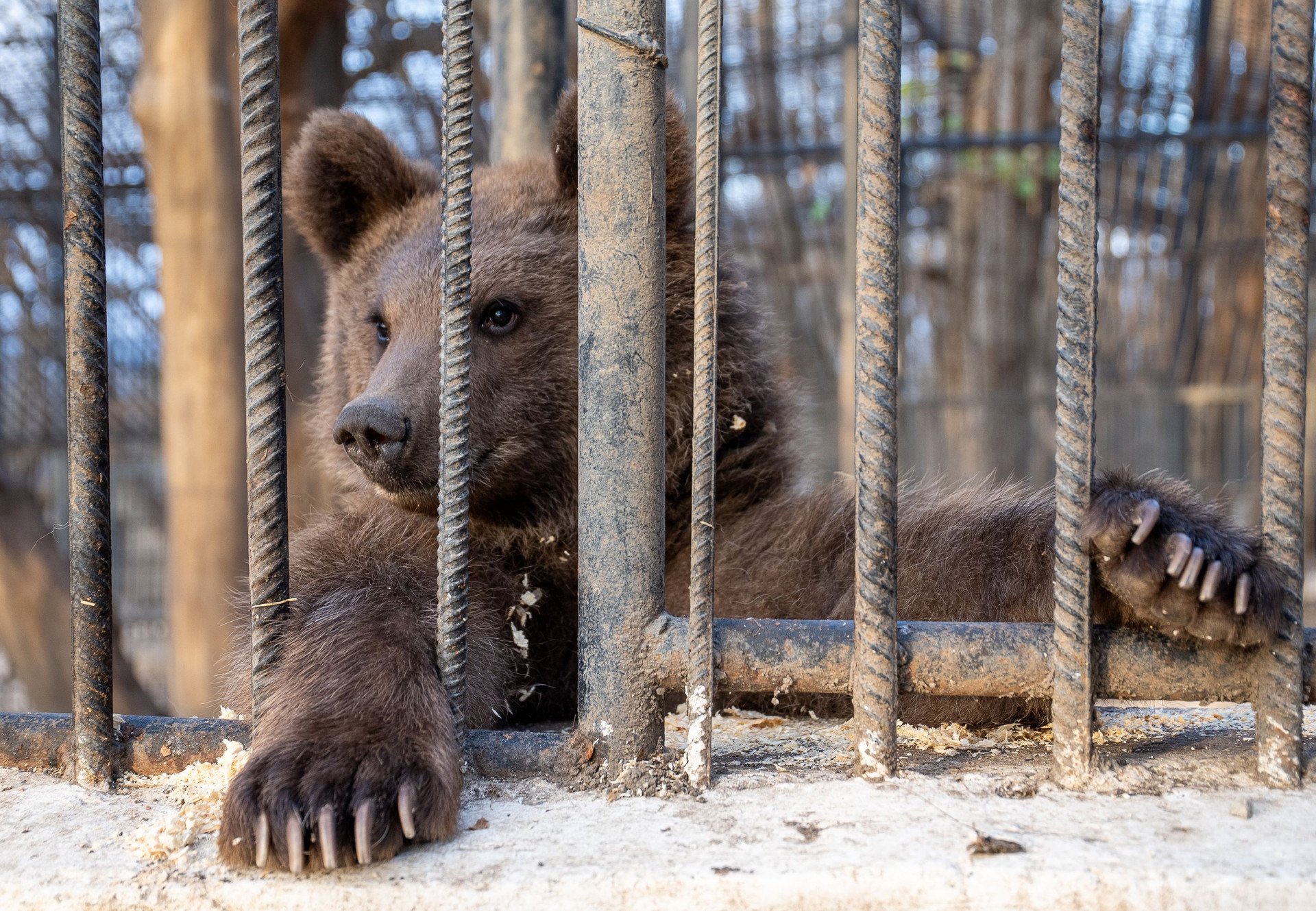 Brown bear reaching out of cage in Azerbaijan