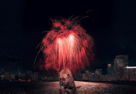 Hund unter Feuerwerk