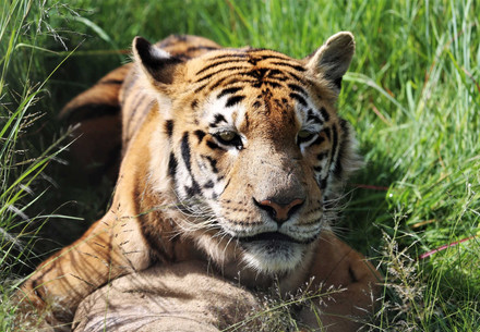 Tiger Laziz in his shelter 