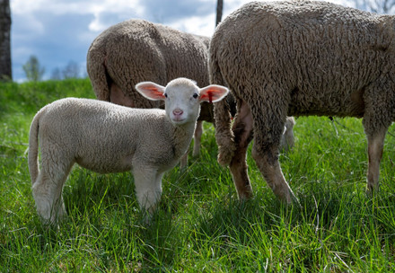 baby lamb in field with two adult sheep