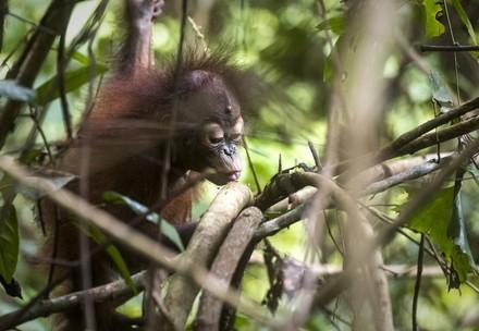 Orangutan orphan eating termites