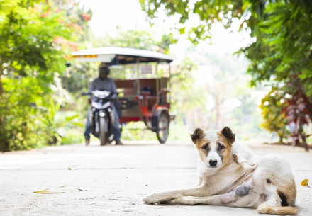 Dog laying in road with TukTuk in the background