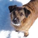 Kleiner brauner Hund im Schnee mit Schnee auf der Schnauze