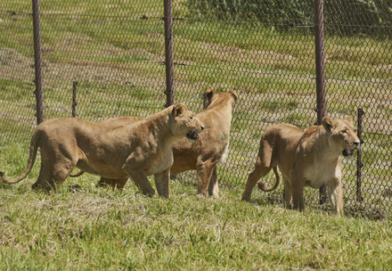Golden Pride of rescued lions