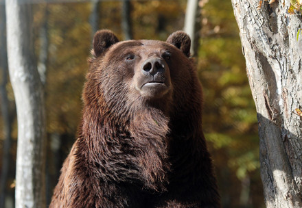 Що робити, якщо Ви побачили ведмедя у незадовільних умовах?