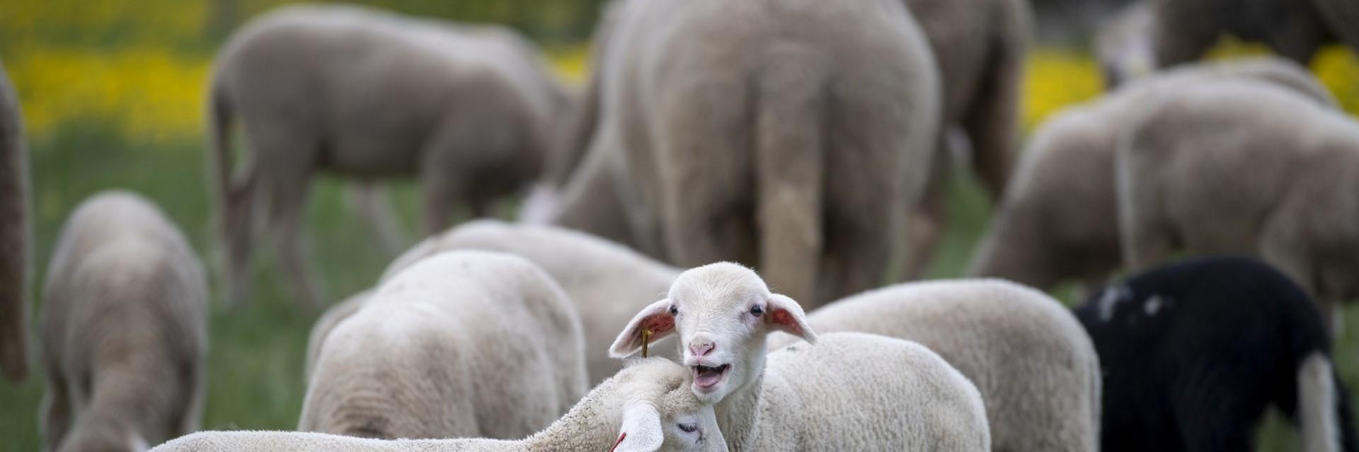 Two merino lambs in a field