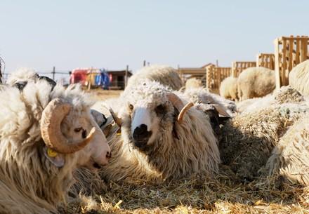 Rescued Sheep in Romania