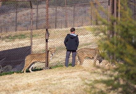 Curator of FELIDA Big Cat Sanctuary Juno Van Zon inspects lions Roman, Vincent, Dolf, Ellie and Geena at LIONSROCK