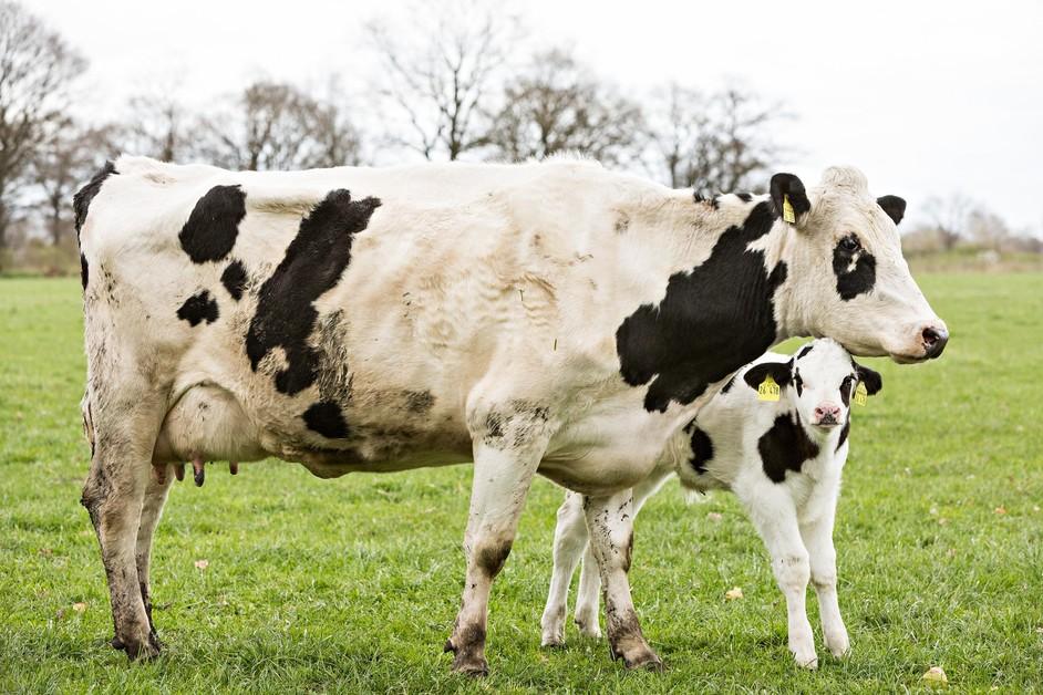Alternatives To Dairy Cow Husbandry - FOUR PAWS International - Animal Welfare Organisation