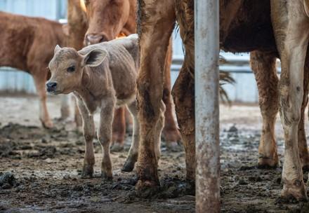 Calves on Live Animal Transport