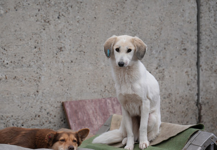 Twee honden in Moldavië 