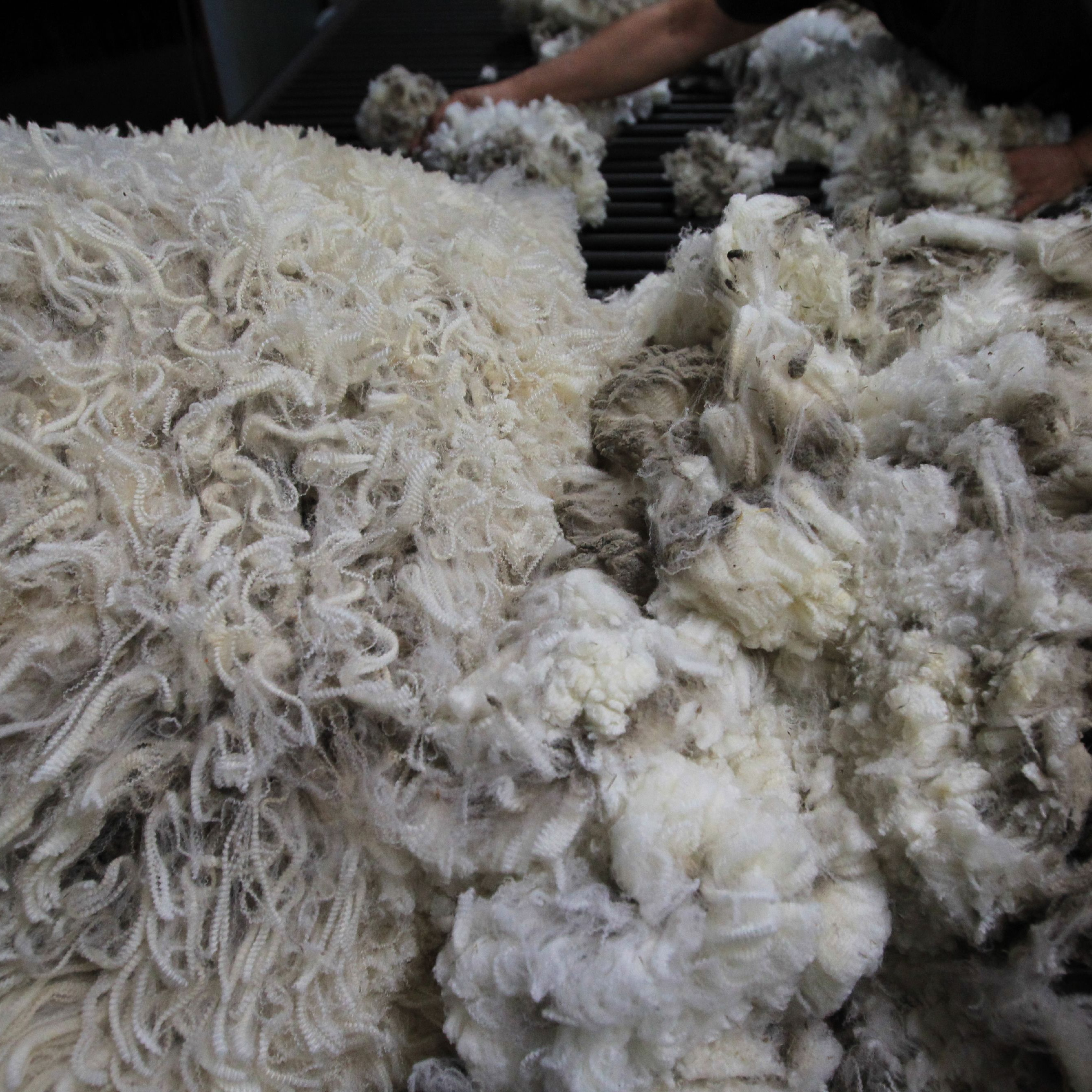 Sheared wool