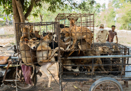 Dogs stuffed in cages on back of a motocycle
