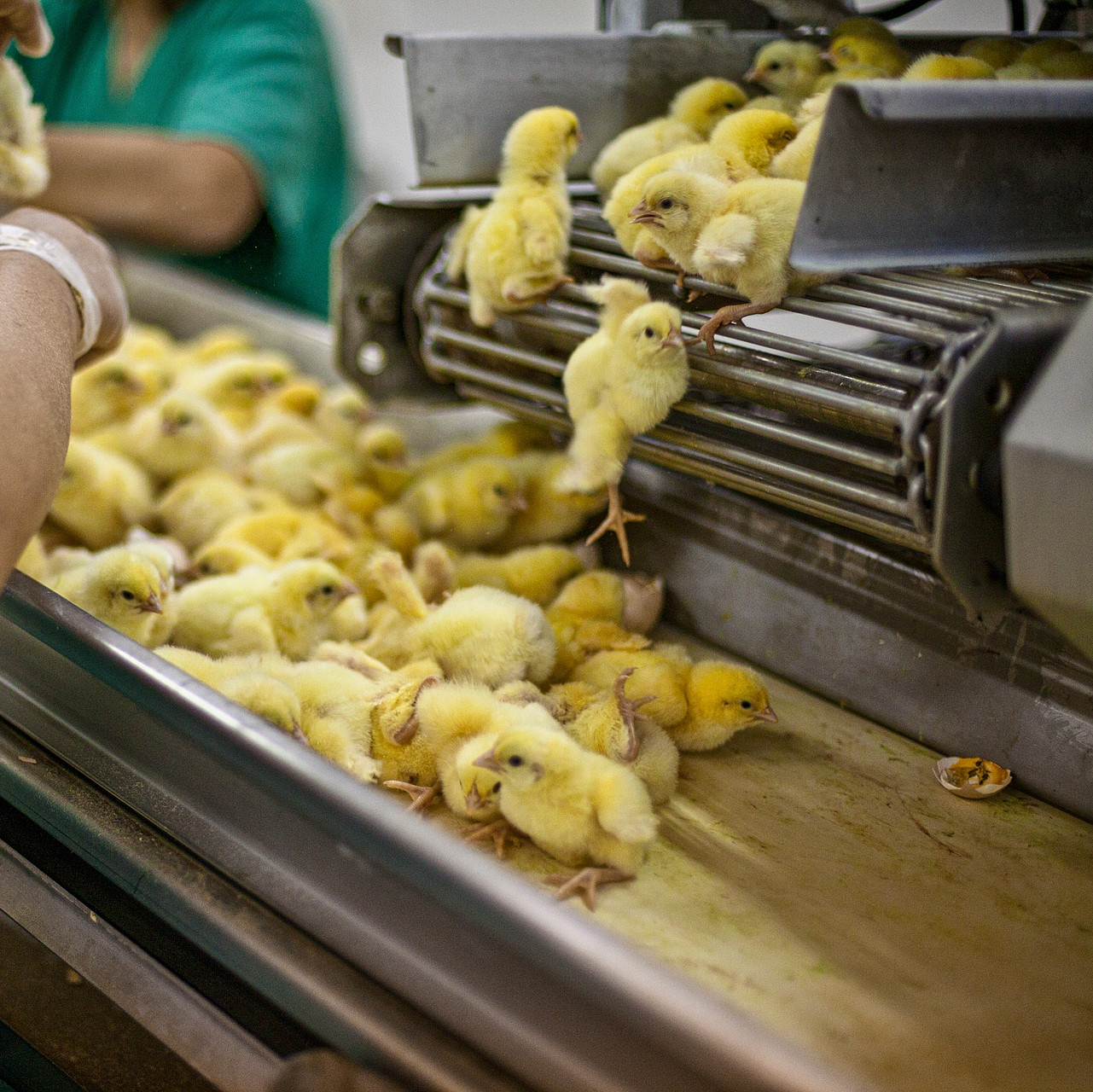 Chicks being sorted on a conveyor belt