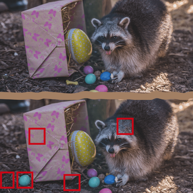 Resolution search image raccoon Knoedel