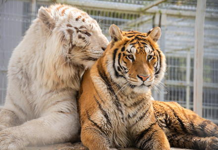 QUATRE PATTES prévoit de transférer les jeunes tigres détenus illégalement en Slovaquie vers son Refuge pour Grands Félins LIONSROCK en Afrique du Sud