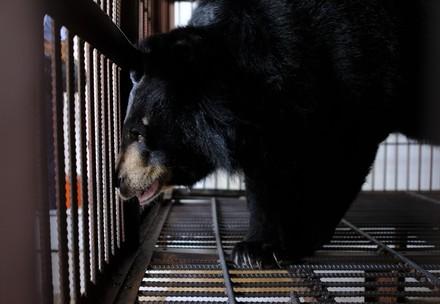 sauvetage de QUATRE PATTES menée au Vietnam : sept ours à bile sauvés