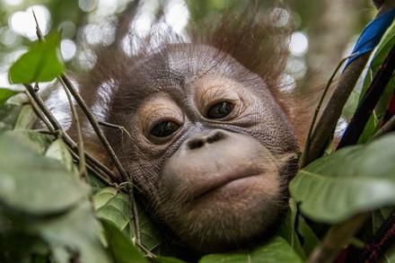 Orang-oetanweesje uit Borneo