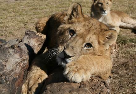 Animal Charity - Lion Cub looking at camera