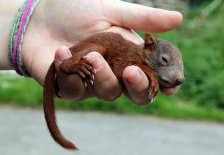 Baby red squirrel being held in hand
