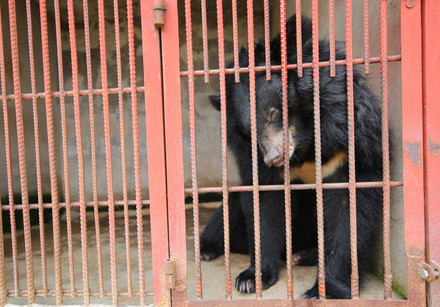 Bear in a cage and used for bile extraction in Vietnam