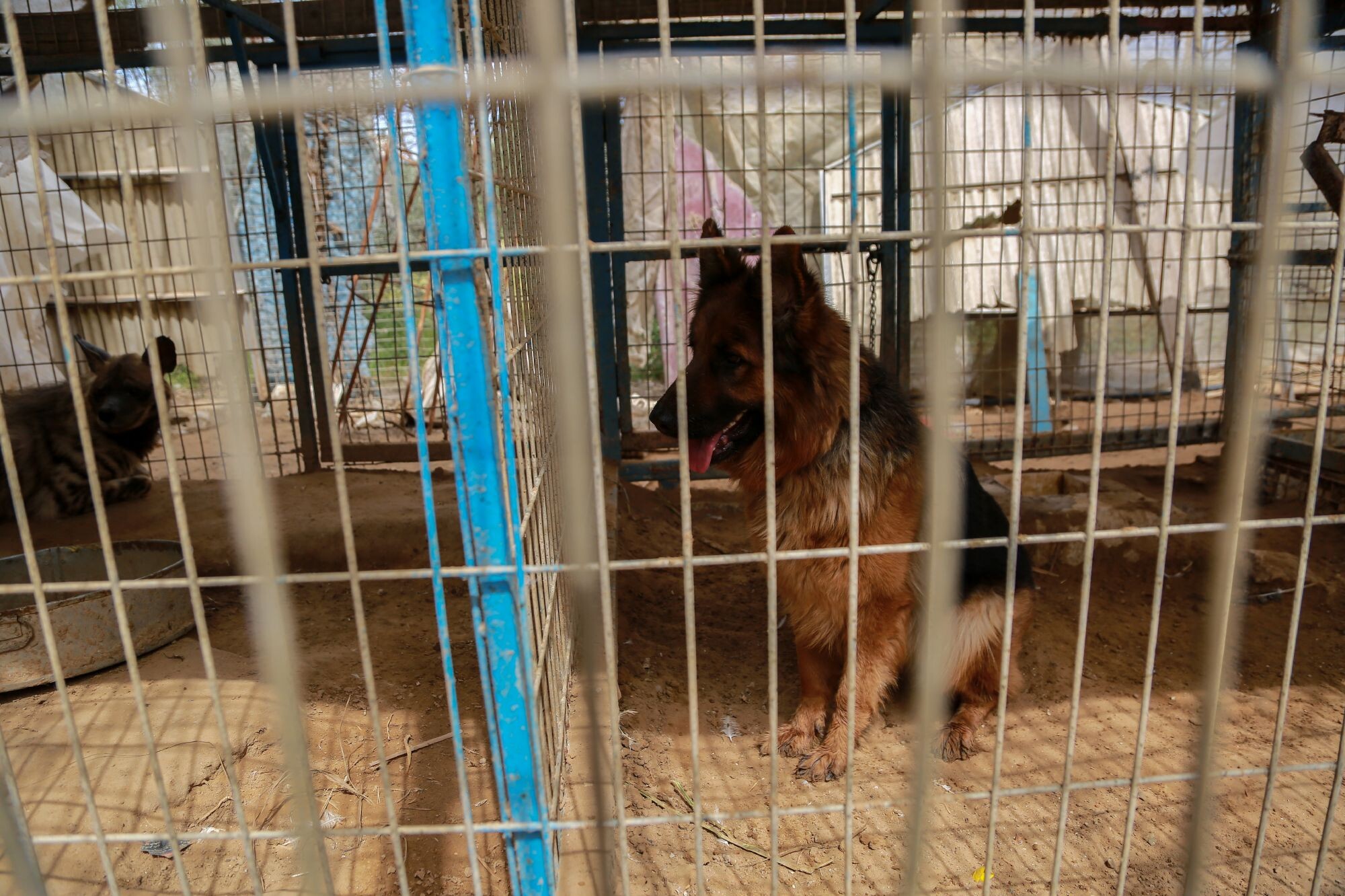 Dogs at Rafah Zoo