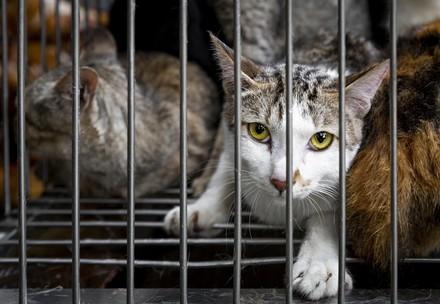 Kat in kooi voor de handel in honden- en kattenvlees. 