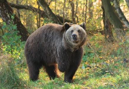 Einer der Bären aus dem BÄRENWALD Müritz im Wald