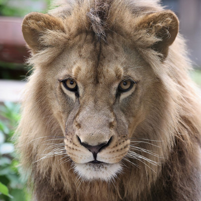 Lion Nikola