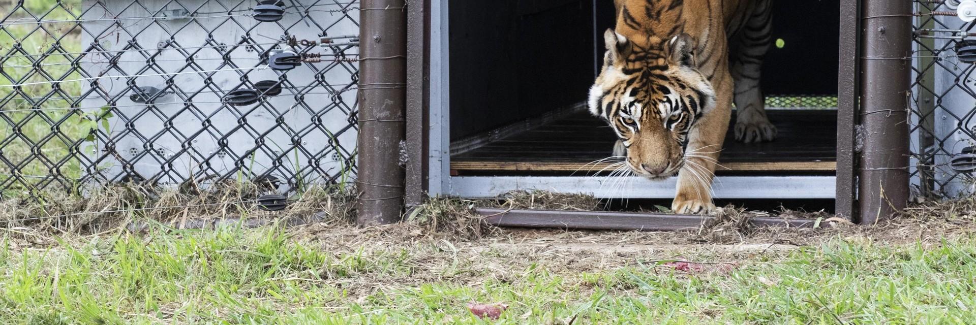 Train Tigers' feel grass under their paws for the first time 